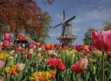 Lisse Holland Niederlande © Keukenhof 