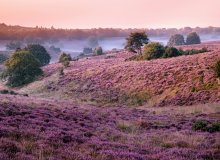 Hoge Veluwe Gelderland Holland Niederlande © Fokke Baarssen - stock.adobe.com