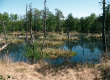 Schneverdingen Lüneburger Heide Niedersachsen Deutschland