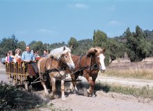 Bispingen Lüneburger Heide Niedersachsen Deutschland