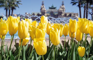 Monte Carlo Monaco © Dimitri Surkov - Fotolia.com