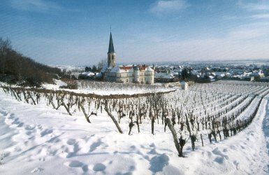 Österreich Wienerwald Gumpoldskirchen Niederösterreich © Wienerwald Tourismus