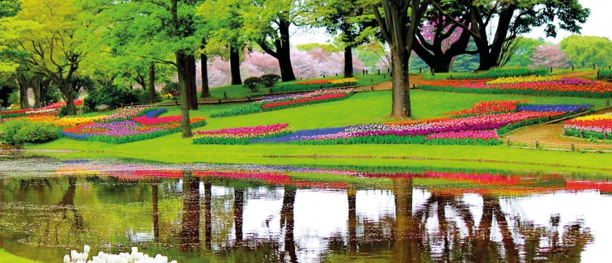 Lisse Holland Niederlande © pixabay.com/skeeze